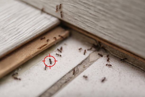 Best Best Pest Control Companies  in Walden, TN